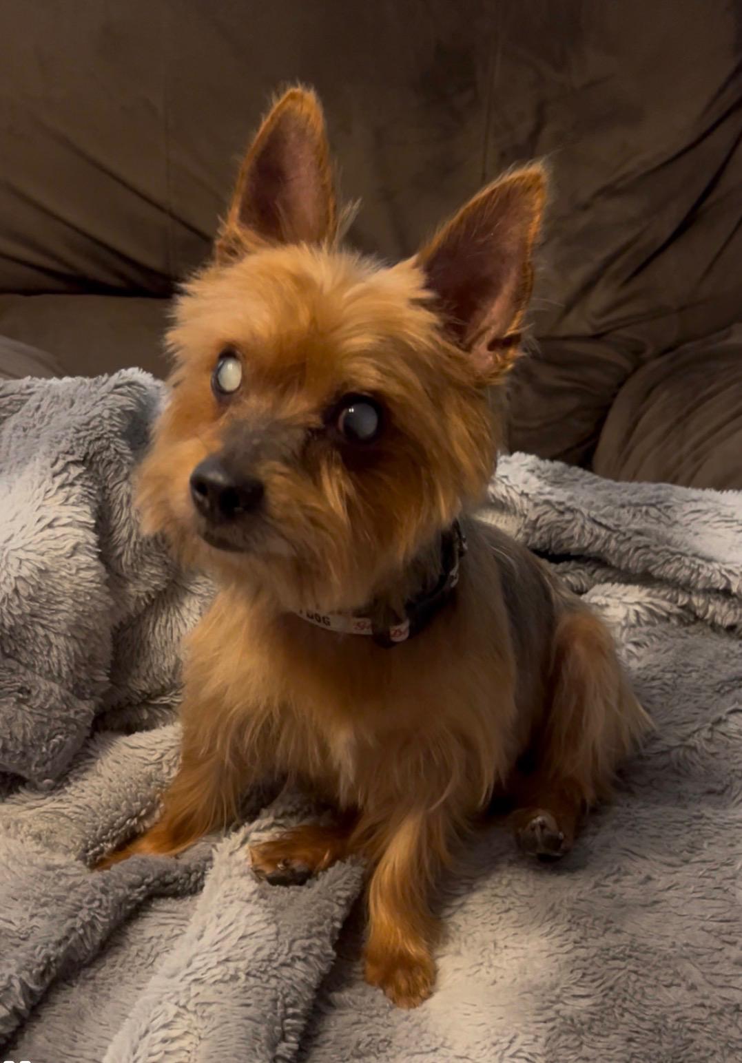 Enlarge Loli, a ADOPTABLE Yorkshire Terrier in Fremont, OH image 4/4