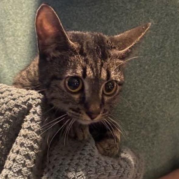 Mandy, Adoptable, Kitten Female Domestic Short Hair.