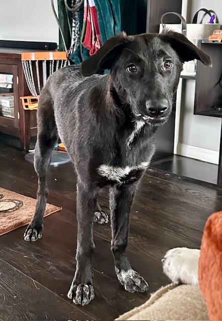 Enlarge Jetti, a ADOPTABLE mixed breed in Cypress, TX image 3/6