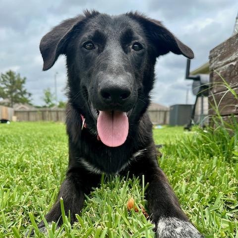 Enlarge Jetti, a ADOPTABLE mixed breed in Cypress, TX image 2/6