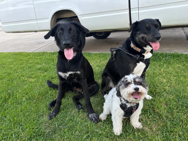Enlarge Jetti, a ADOPTABLE mixed breed in Cypress, TX image 6/6