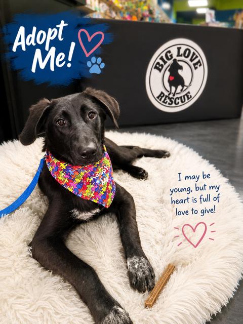 Enlarge Jetti, a ADOPTABLE mixed breed in Cypress, TX image 1/6