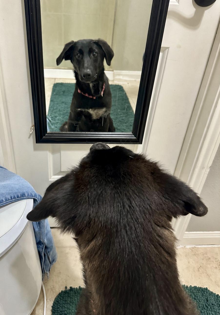 Enlarge Jetti, a ADOPTABLE mixed breed in Cypress, TX image 4/6