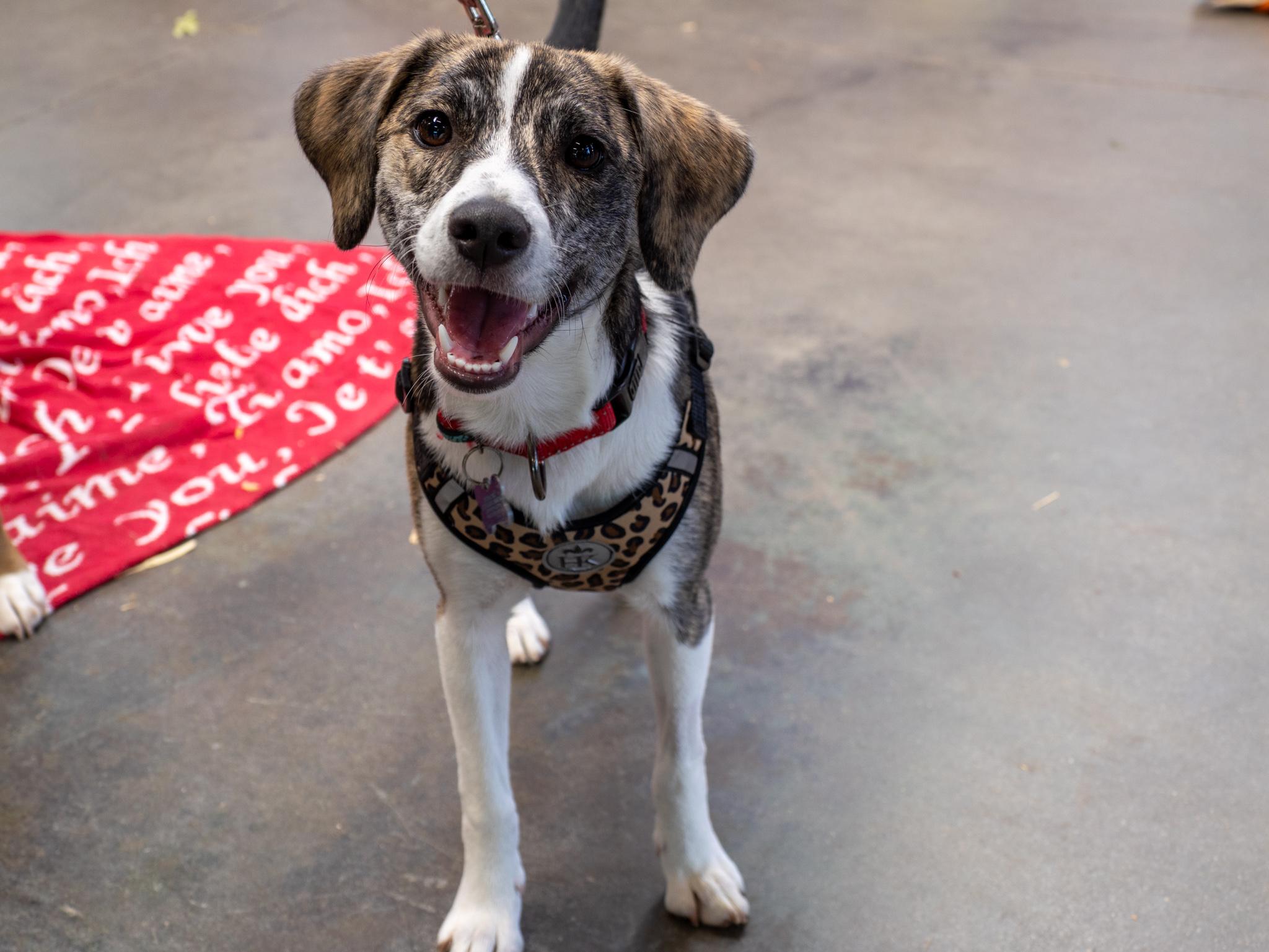 Trudy, Adoptable, Puppy Female Hound & Terrier.
