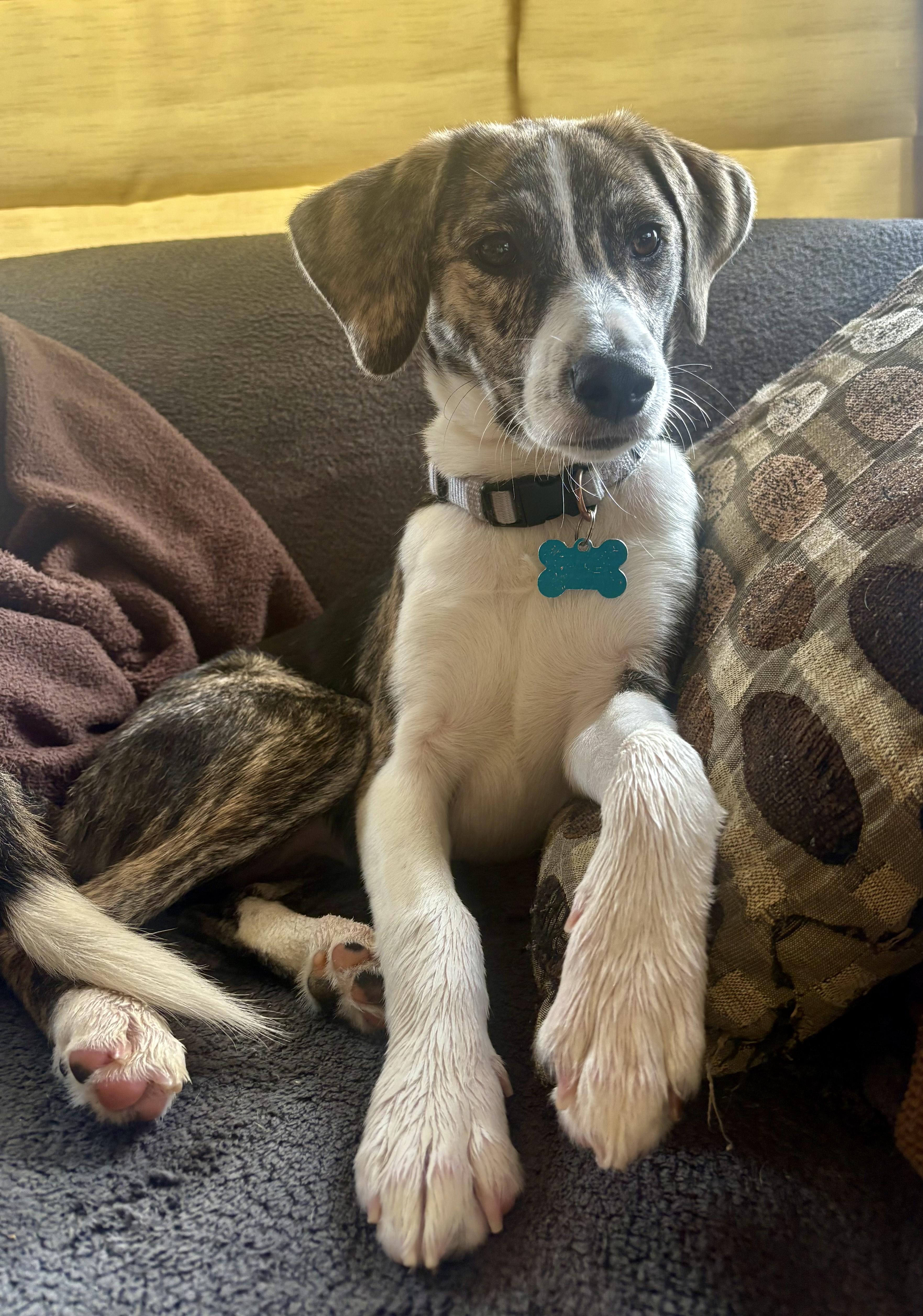 Enlarge Trudy, a Adoptable mixed breed in Minneapolis, MN image 5/6