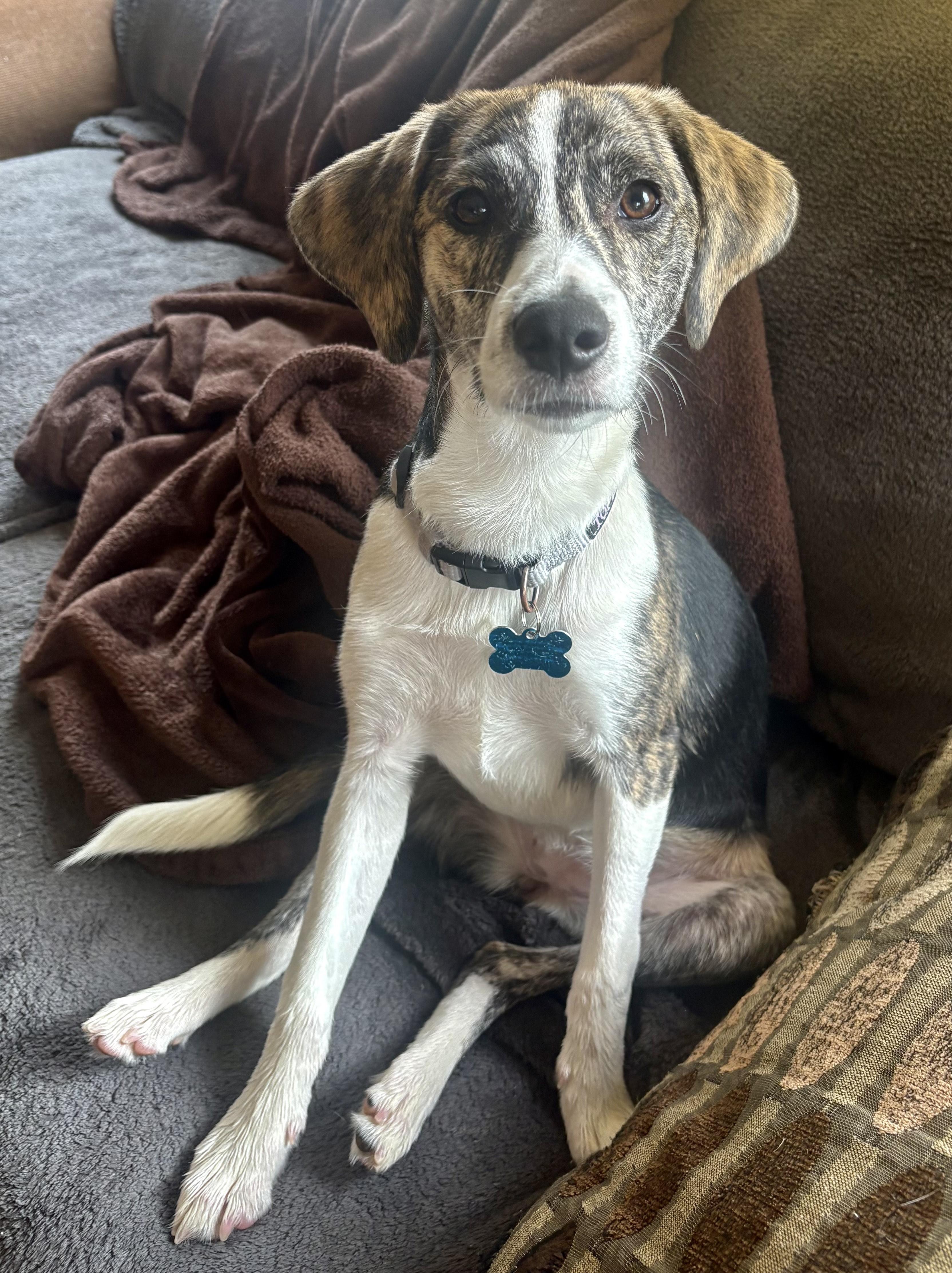 Enlarge Trudy, a Adoptable mixed breed in Minneapolis, MN image 3/6
