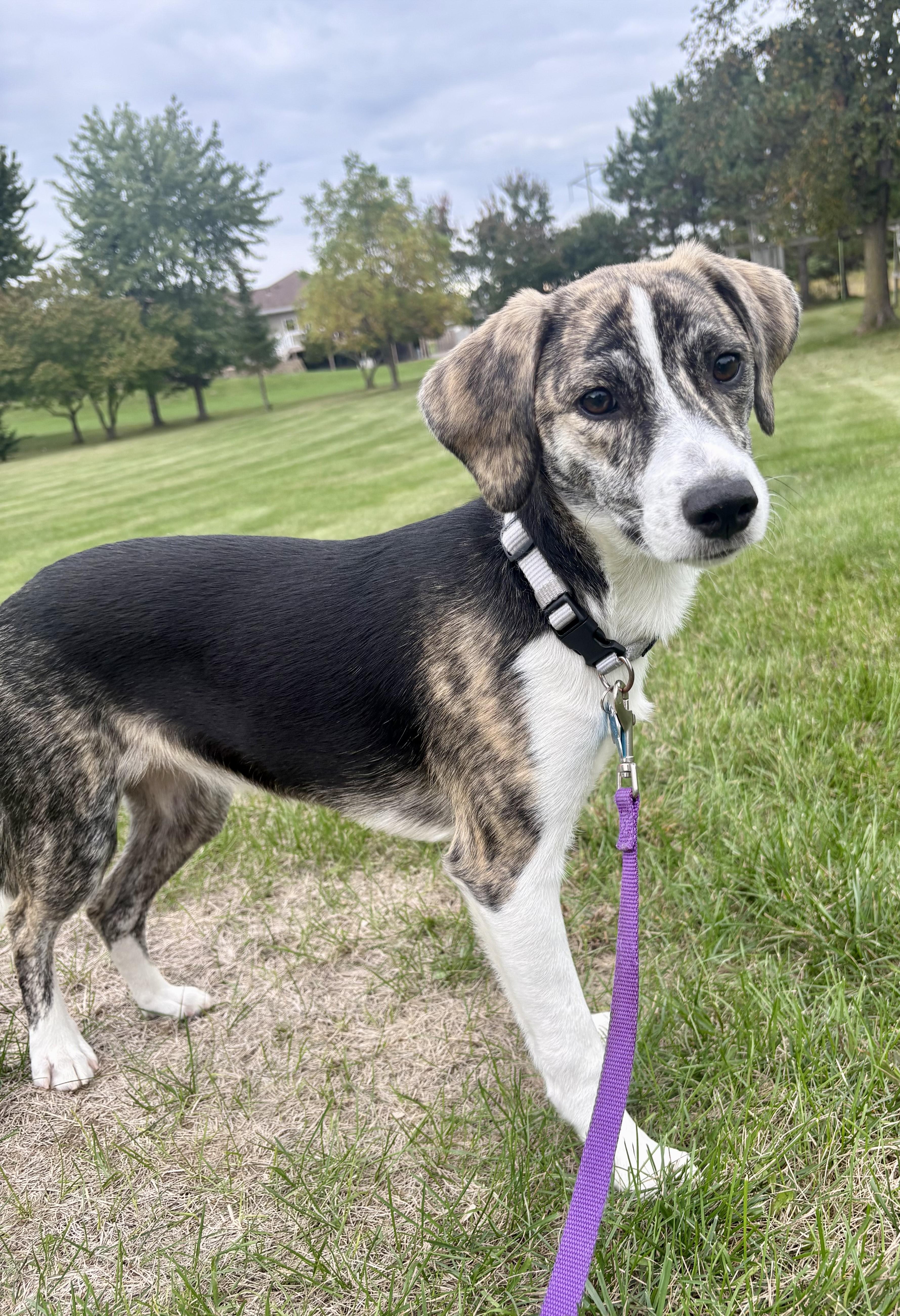 Enlarge Trudy, a Adoptable mixed breed in Minneapolis, MN image 4/6