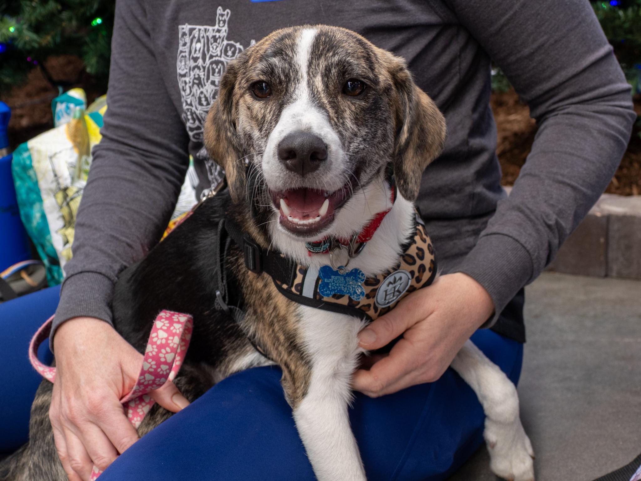 Enlarge Trudy, a Adoptable mixed breed in Minneapolis, MN image 2/6