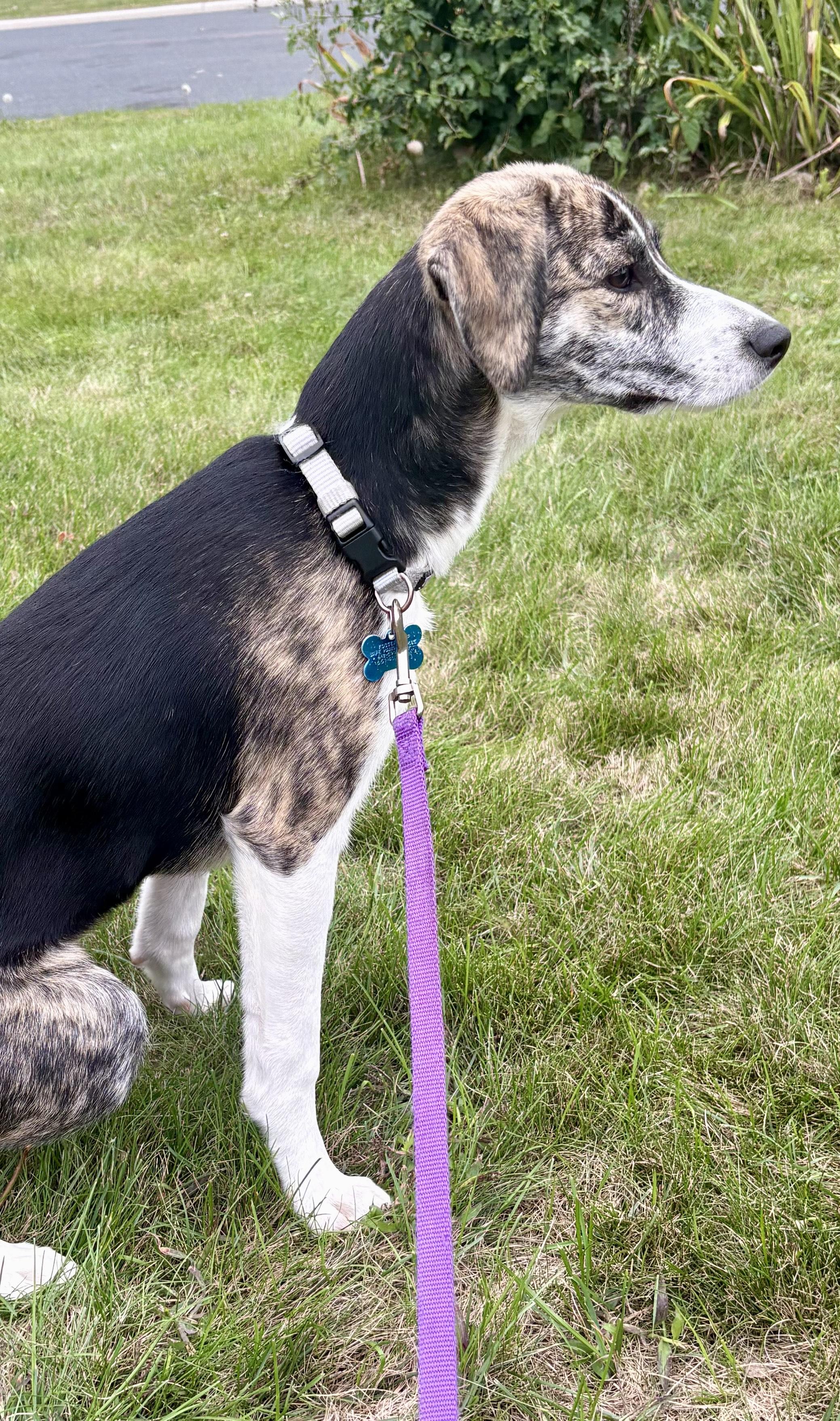 Enlarge Trudy, a Adoptable mixed breed in Minneapolis, MN image 6/6
