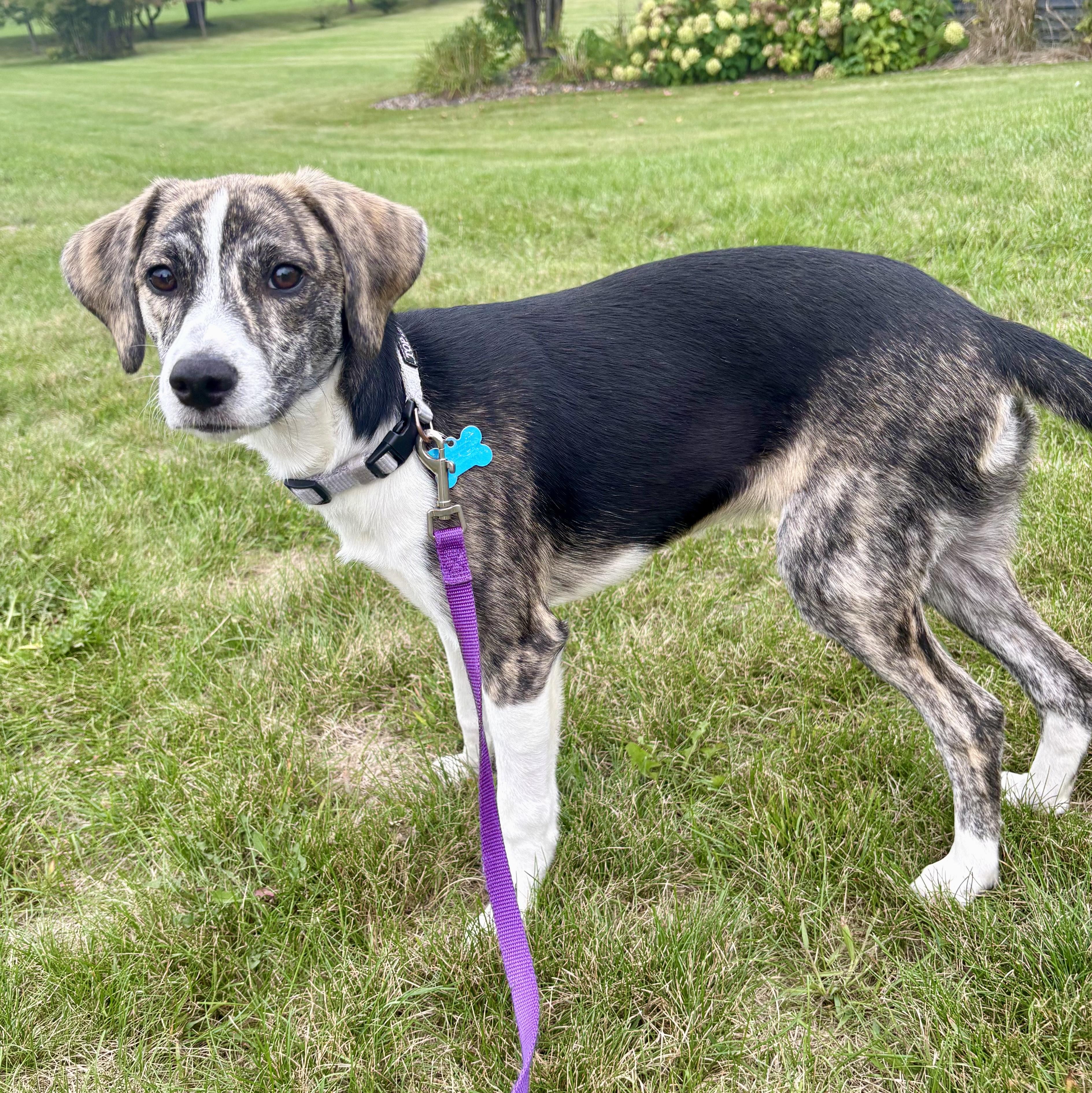 Enlarge Trudy, a Adoptable mixed breed in Minneapolis, MN image 2/6