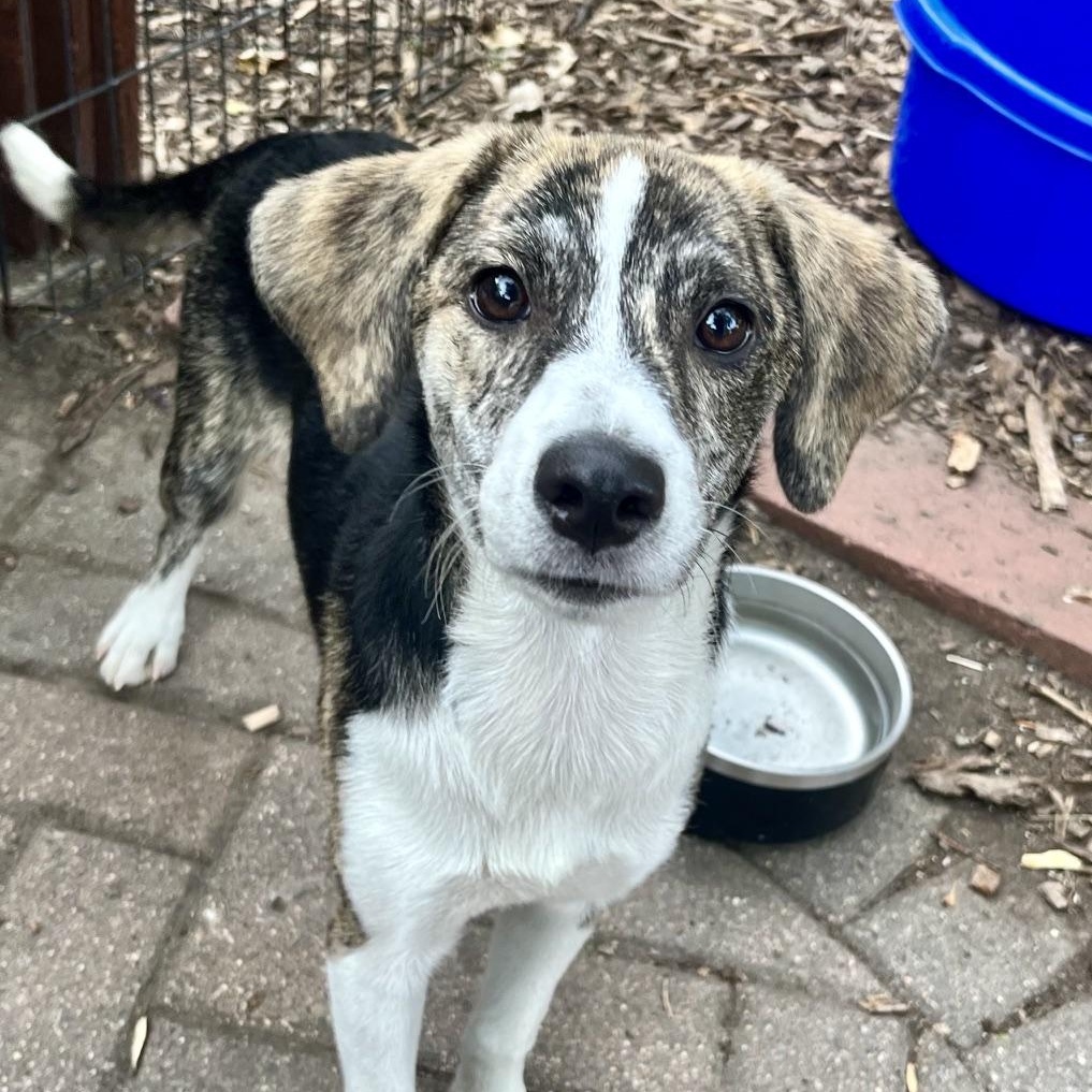 Trudy, Adoptable, Puppy Female Hound & Terrier.