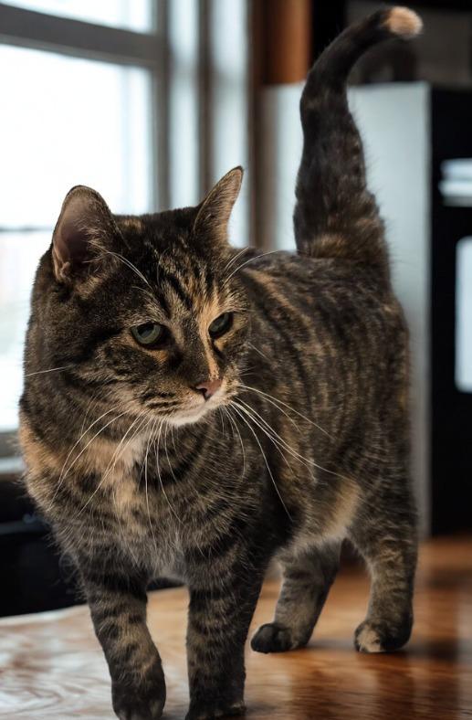 Kairi, Adoptable, Senior Female Domestic Short Hair.