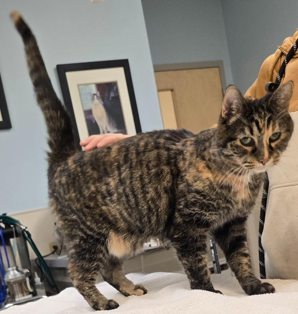 Kairi, a Adoptable mixed breed in Murphysboro, IL image 4/5