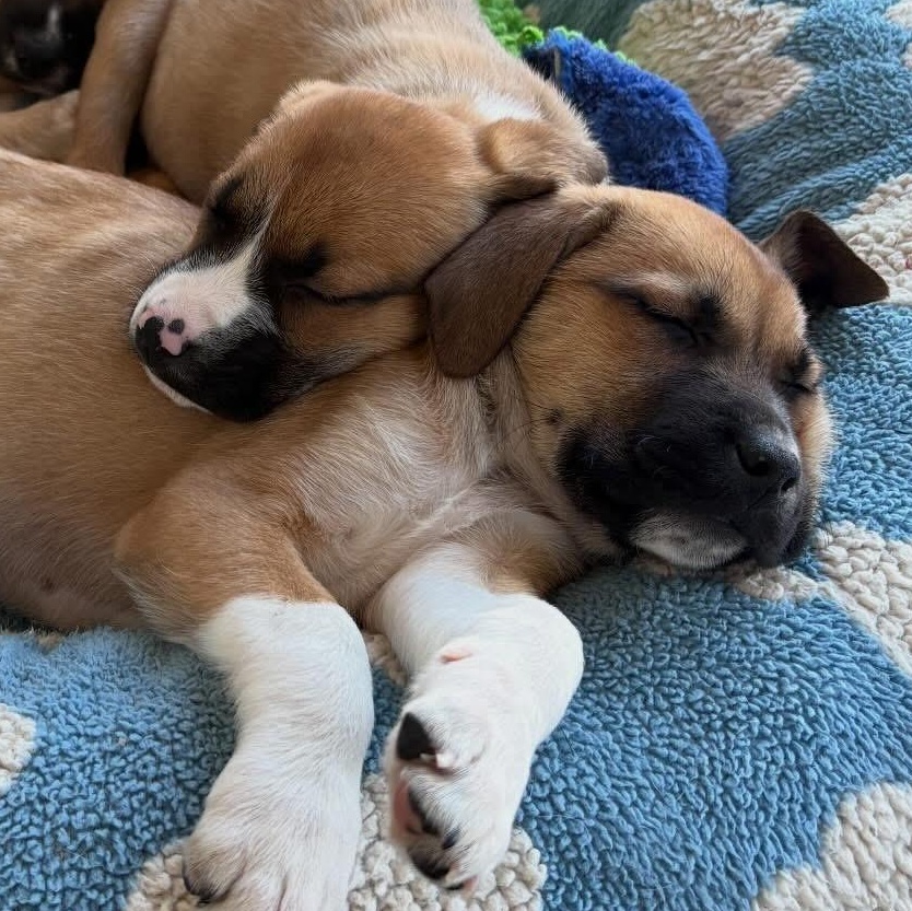 Enlarge Mike, a ADOPTABLE mixed breed in Charlotte, NC image 5/5