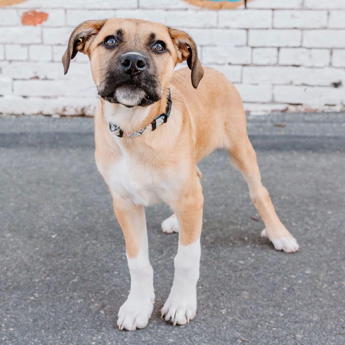 Enlarge Mike, a ADOPTABLE mixed breed in Charlotte, NC image 1/5
