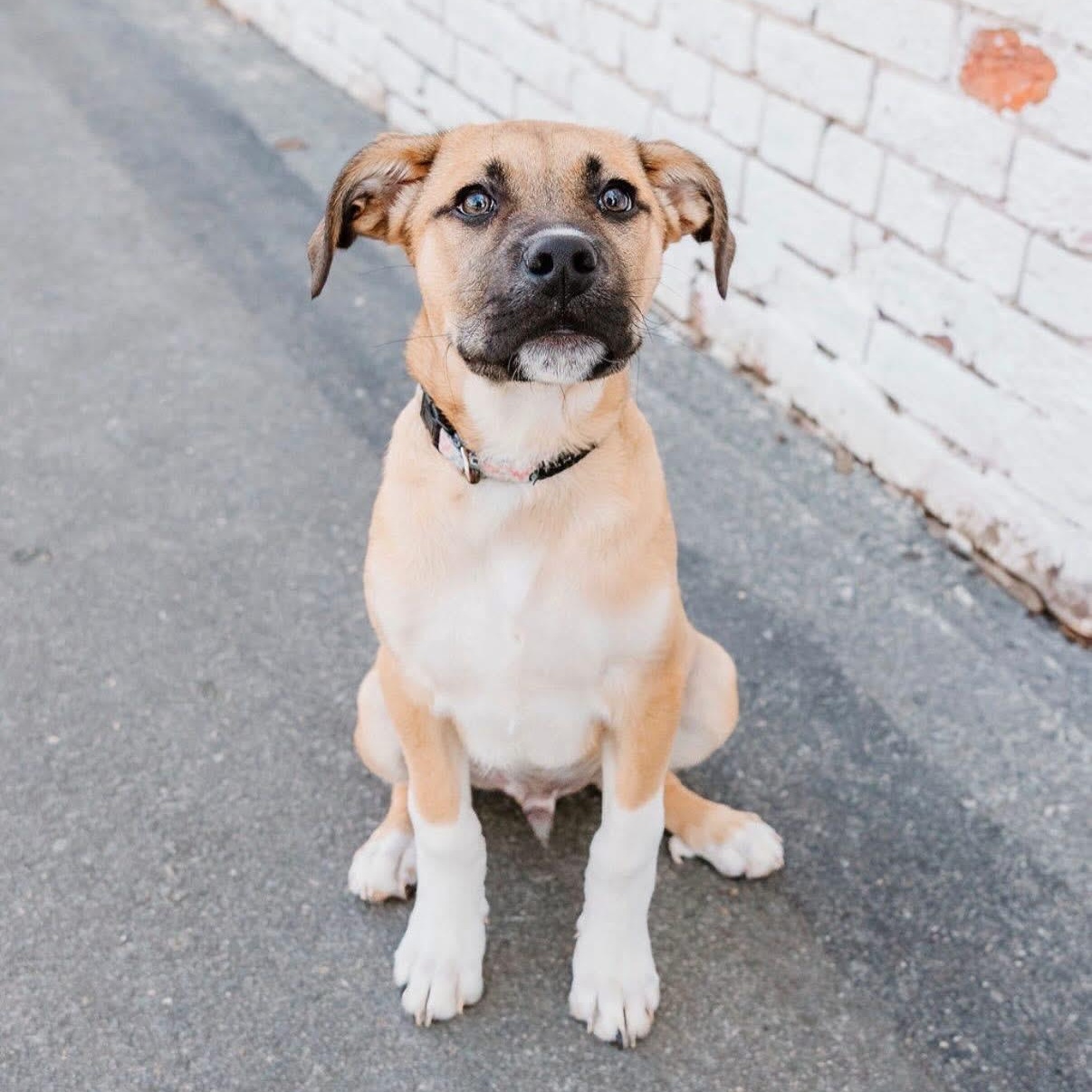Enlarge Mike, a ADOPTABLE mixed breed in Charlotte, NC image 2/5