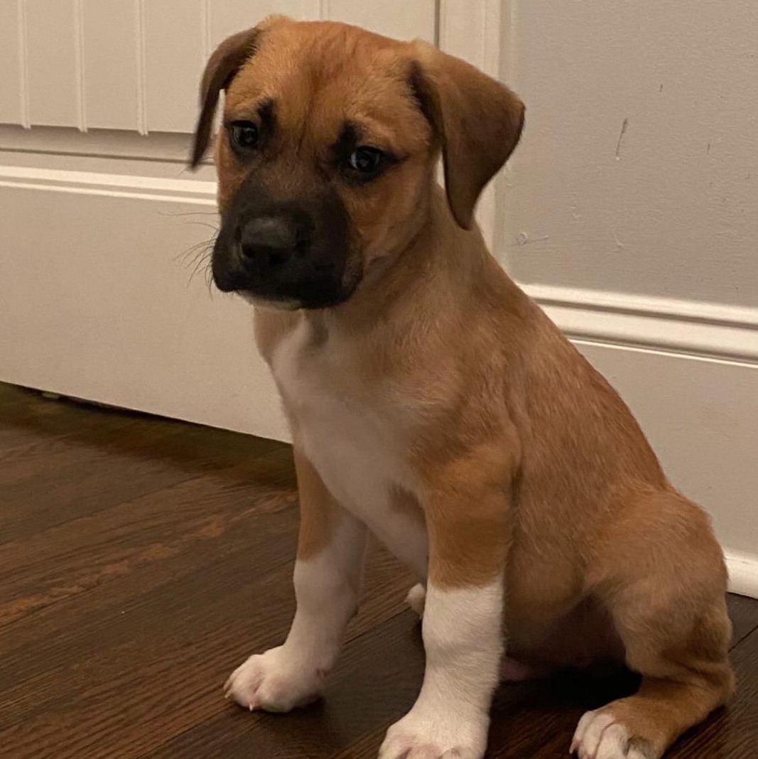 Enlarge Mike, a ADOPTABLE mixed breed in Charlotte, NC image 4/5