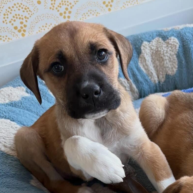 Enlarge Mike, a ADOPTABLE mixed breed in Charlotte, NC image 3/5