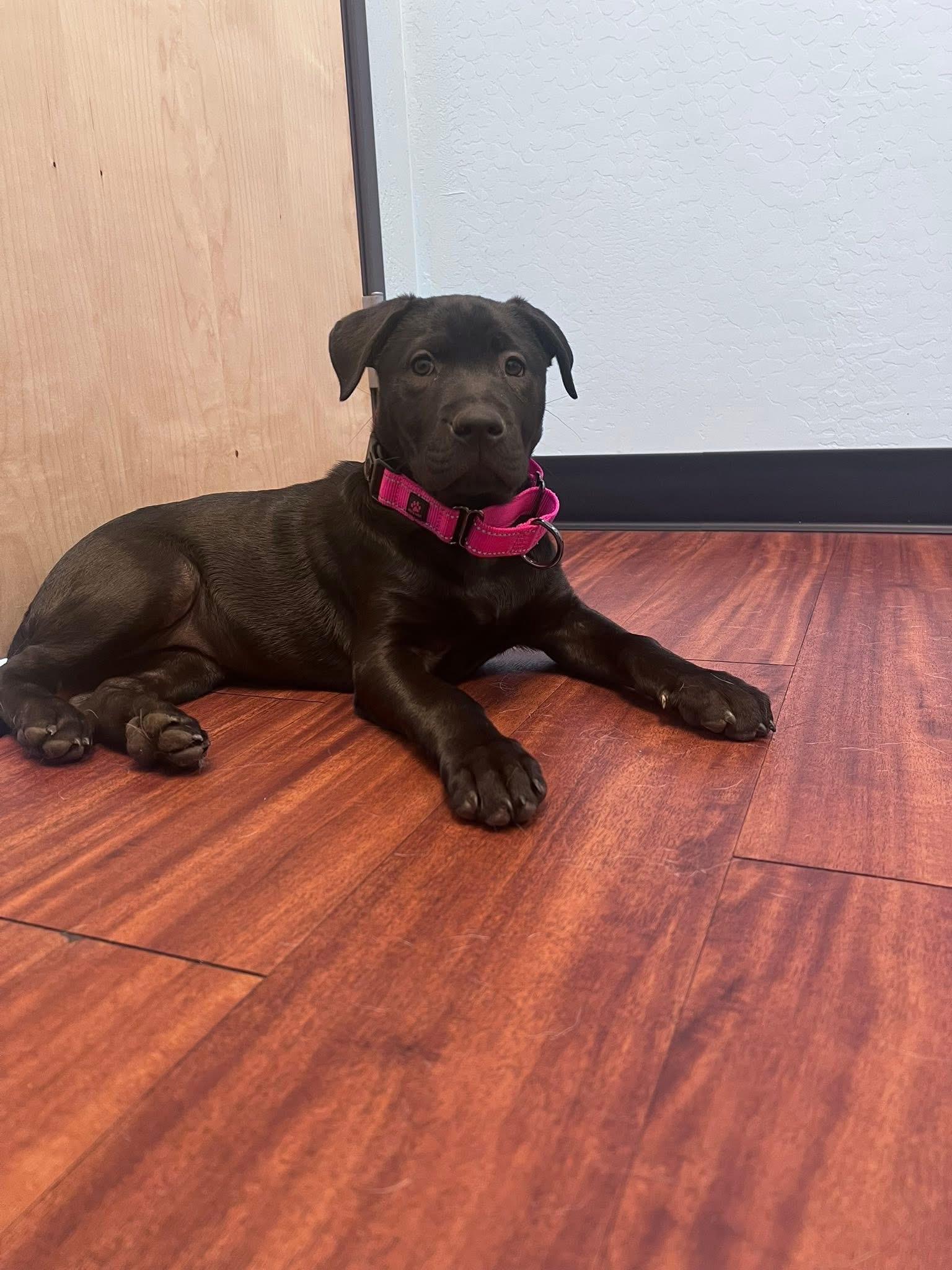 Turkey, Adopted, Young Female German Shepherd Dog & Chow Chow.