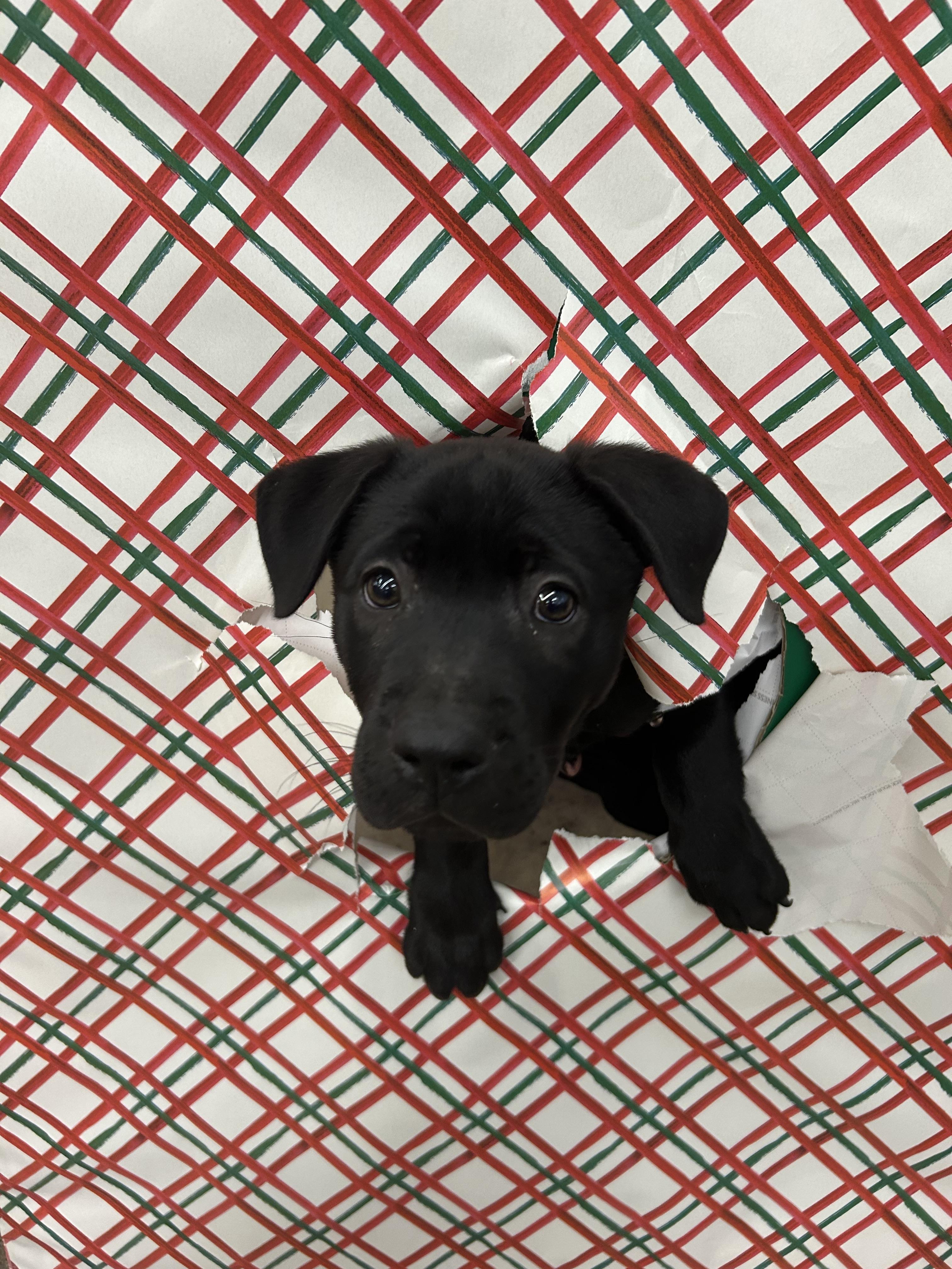 Turkey, a Adopted mixed breed in Phoenix, AZ image 2/6