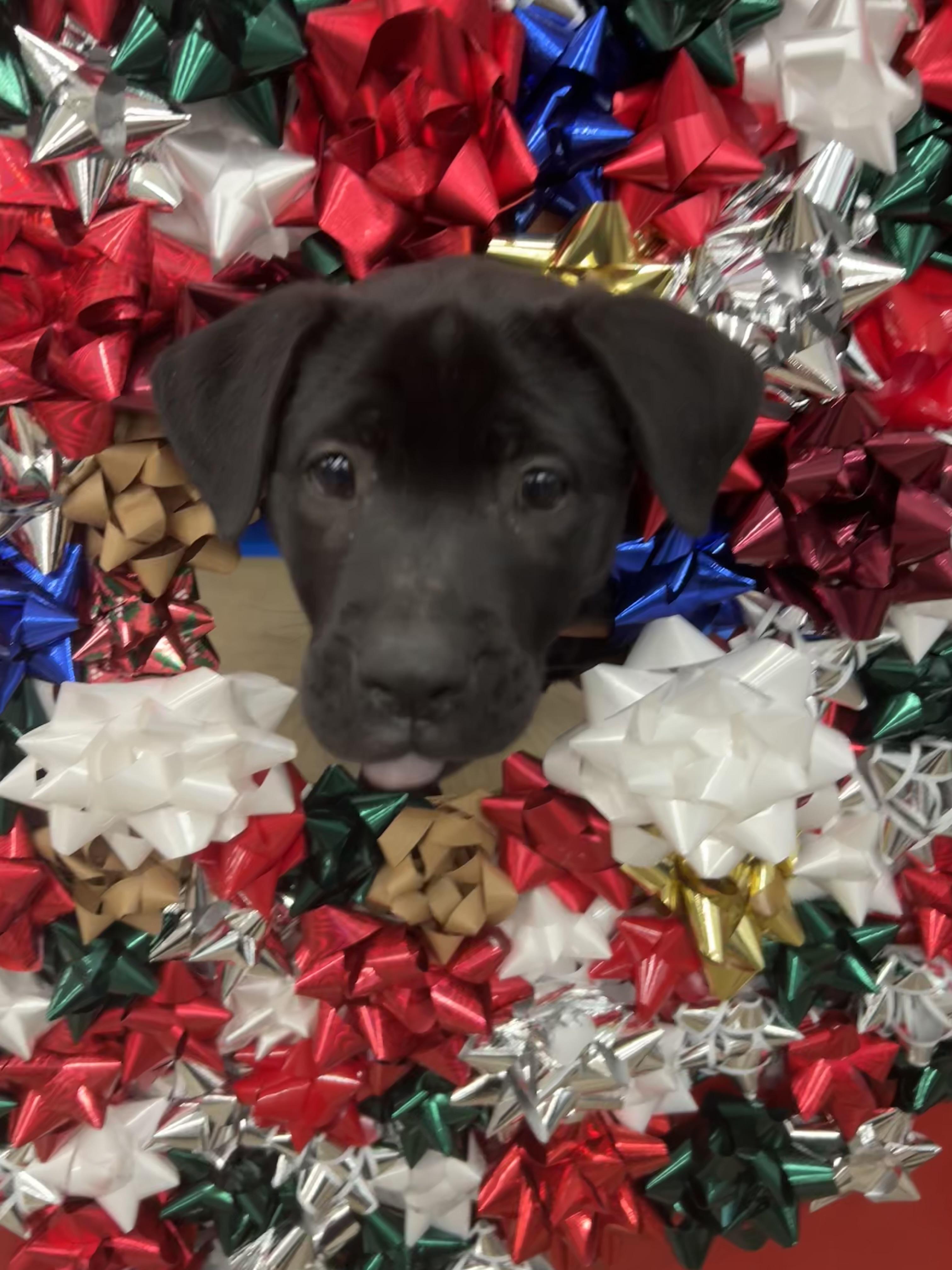 Turkey, a Adopted mixed breed in Phoenix, AZ image 3/6