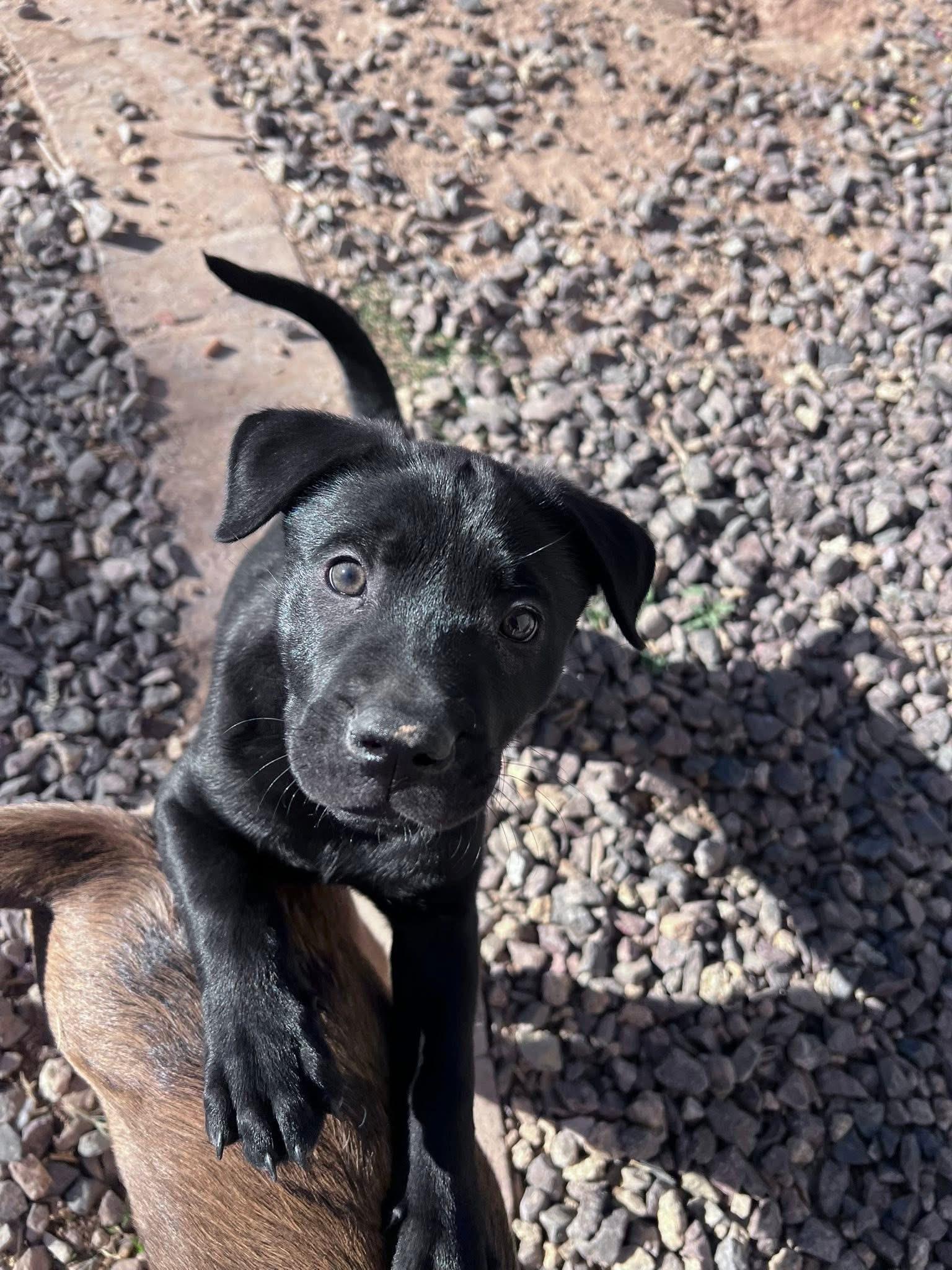 Turkey, a Adopted mixed breed in Phoenix, AZ image 4/6