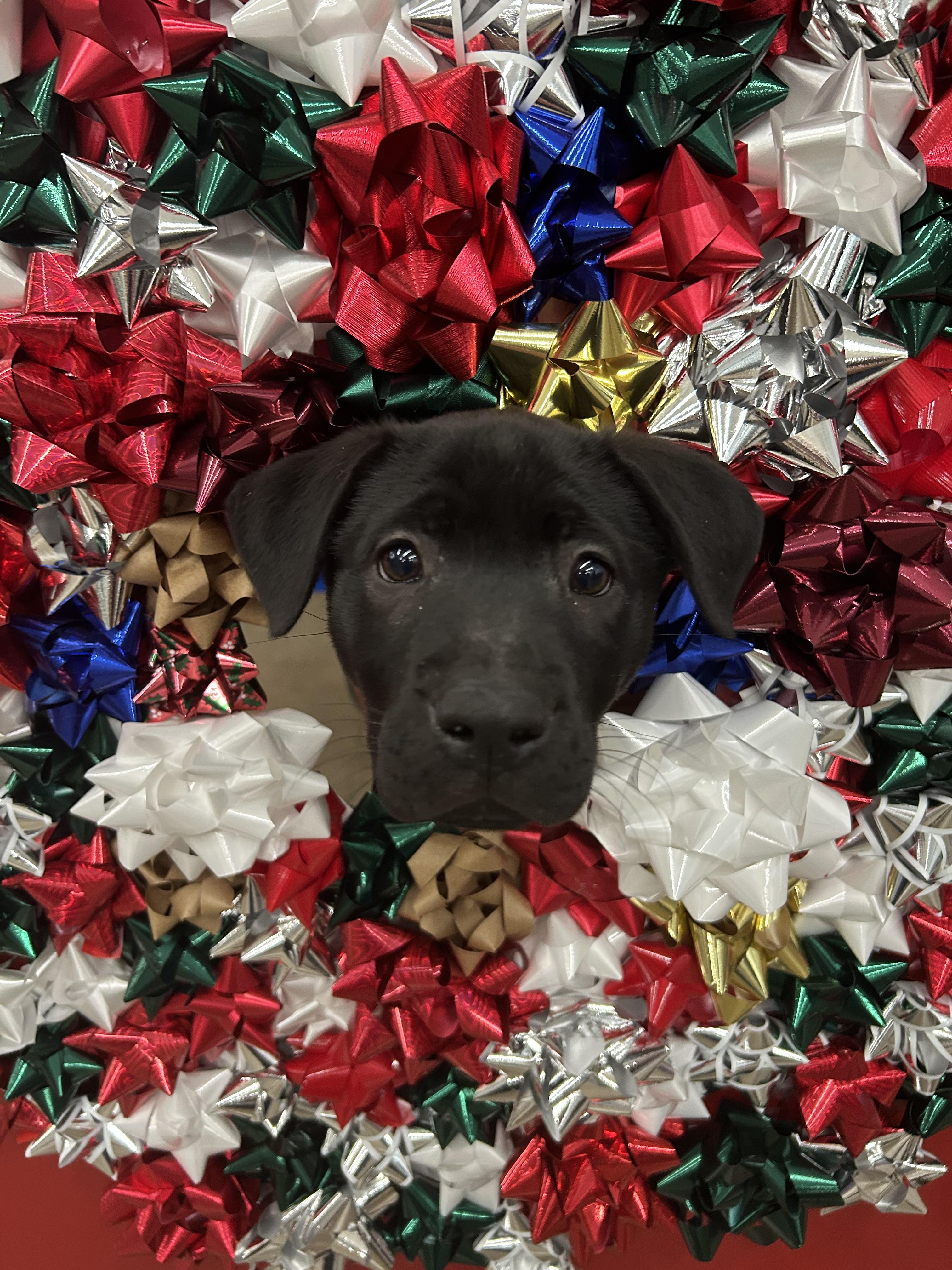 Turkey, a Adopted mixed breed in Phoenix, AZ image 5/6