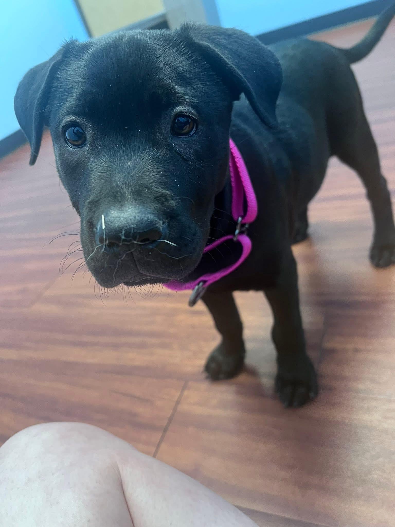 Turkey, a Adopted mixed breed in Phoenix, AZ image 6/6