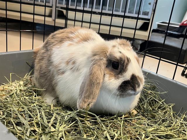 Enlarge HONEY, a Adoptable Holland Lop in Toronto, ON image 1/1