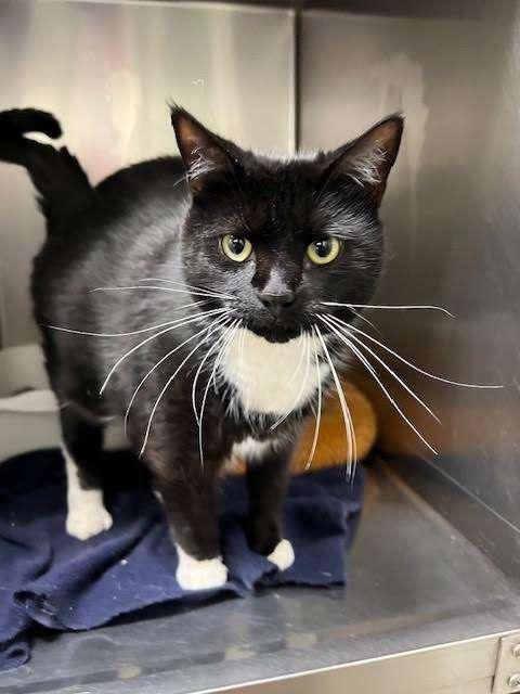 BEEFY, an adoptable Domestic Short Hair in Ironwood, MI, 49938 | Photo Image 2