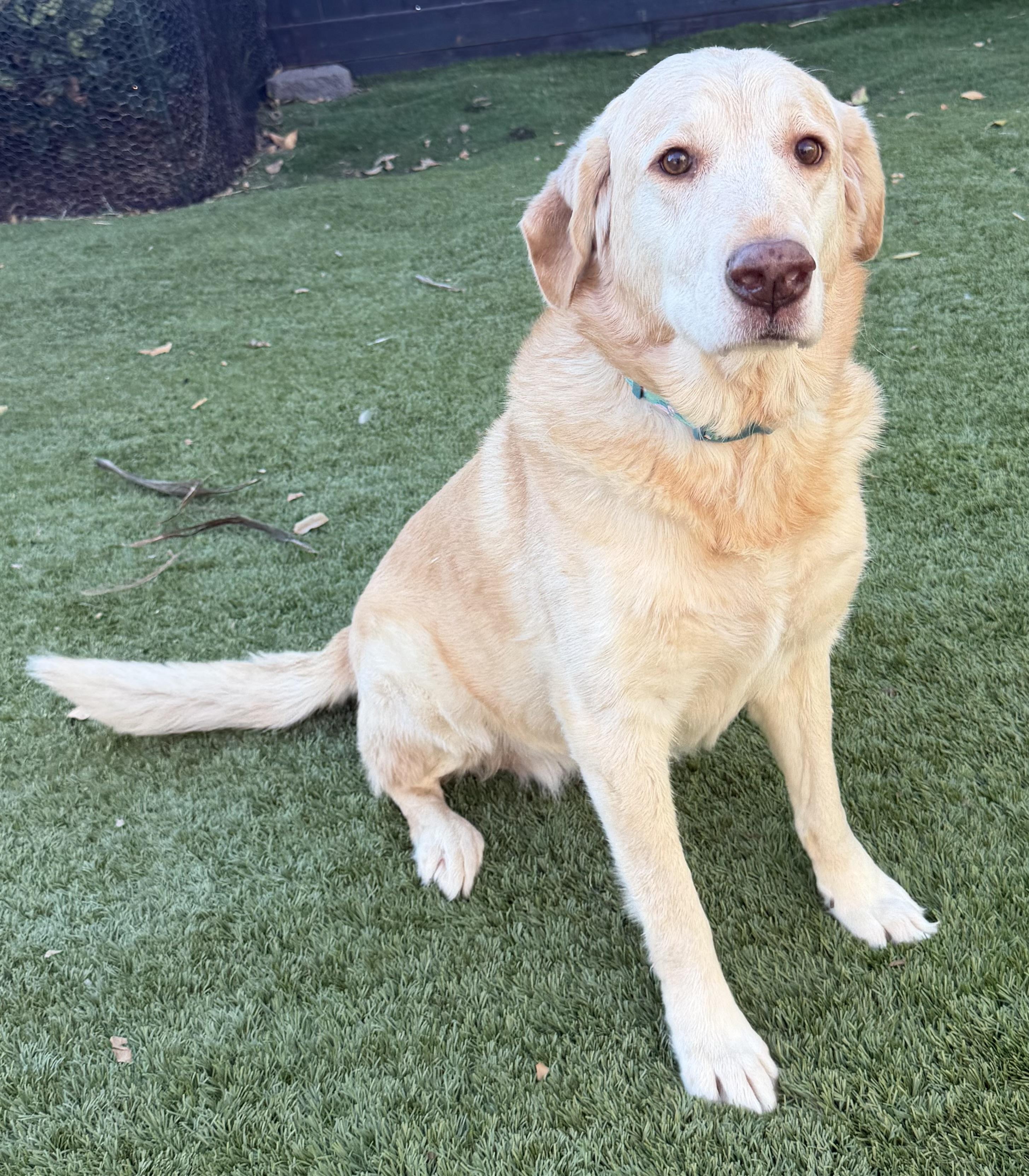 Enlarge Charlotte, an adopted mixed breed in Escondido , CA image 1/6