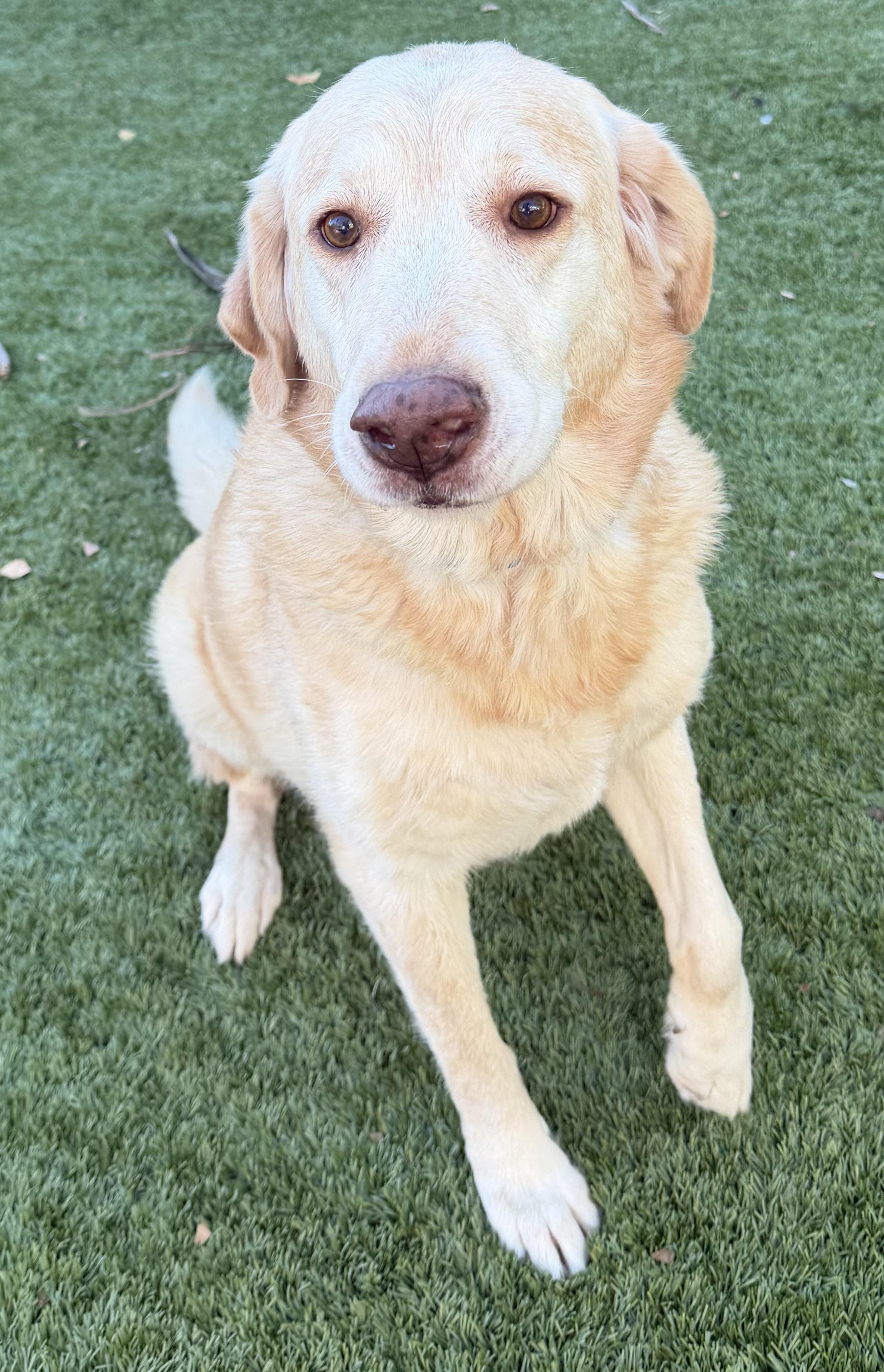 Enlarge Charlotte, an adopted mixed breed in Escondido , CA image 2/6