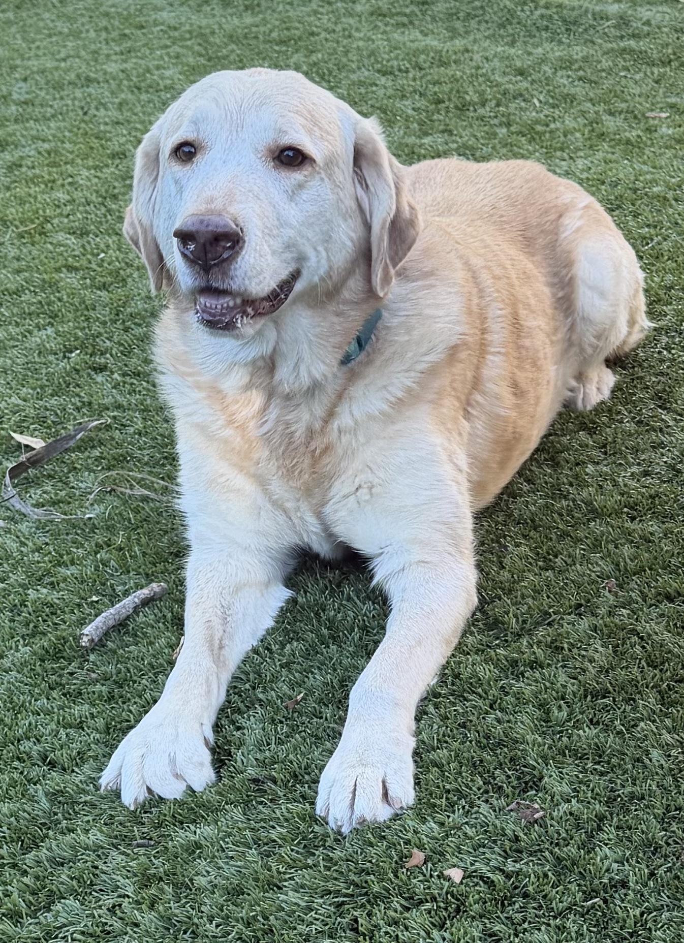 Enlarge Charlotte, an adopted mixed breed in Escondido , CA image 3/6