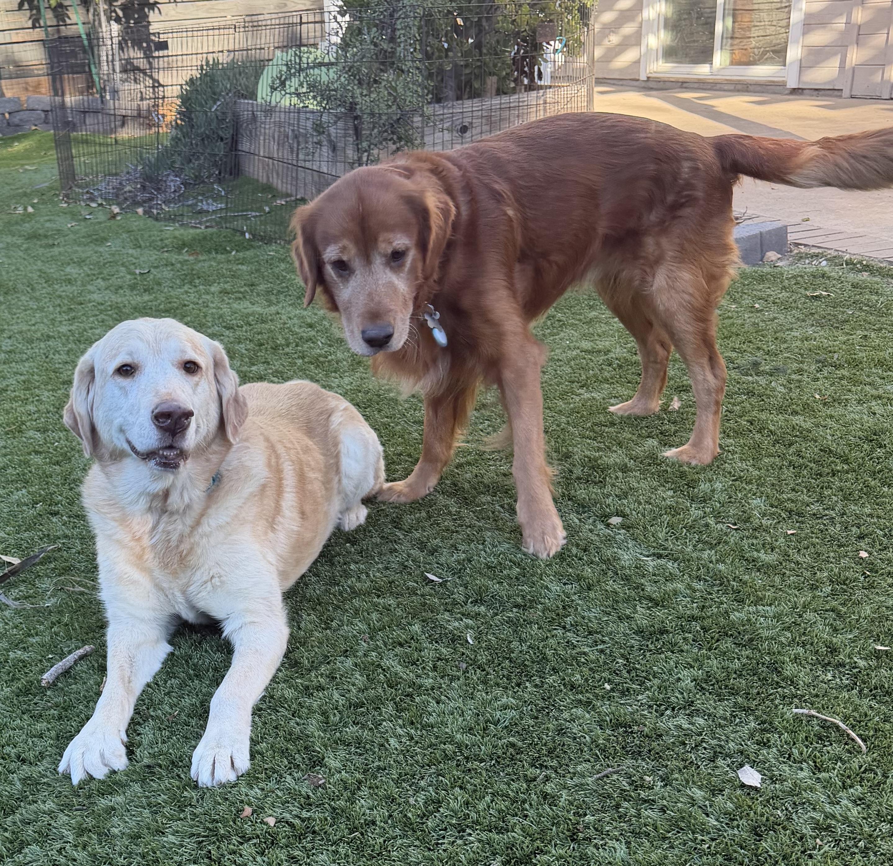 Enlarge Charlotte, an adopted mixed breed in Escondido , CA image 4/6