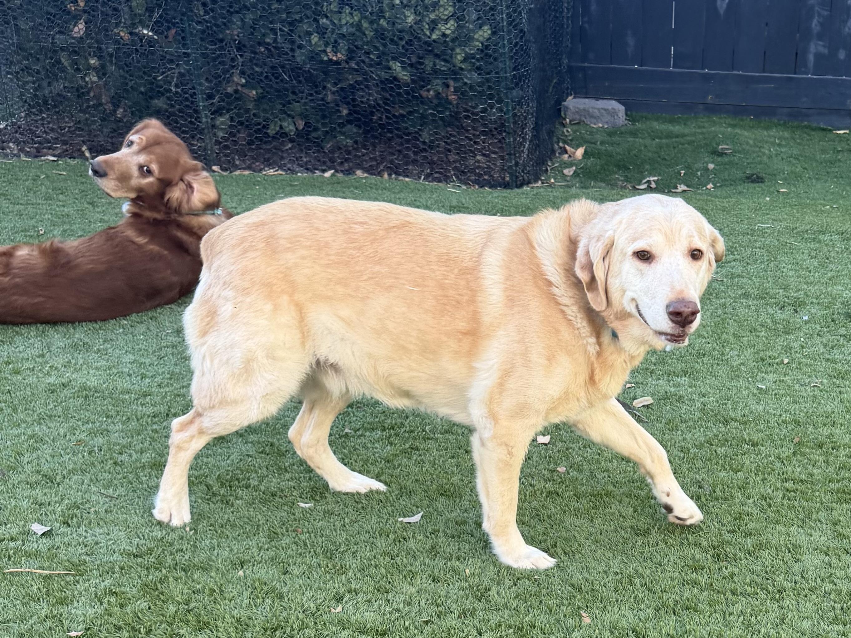 Enlarge Charlotte, an adopted mixed breed in Escondido , CA image 5/6