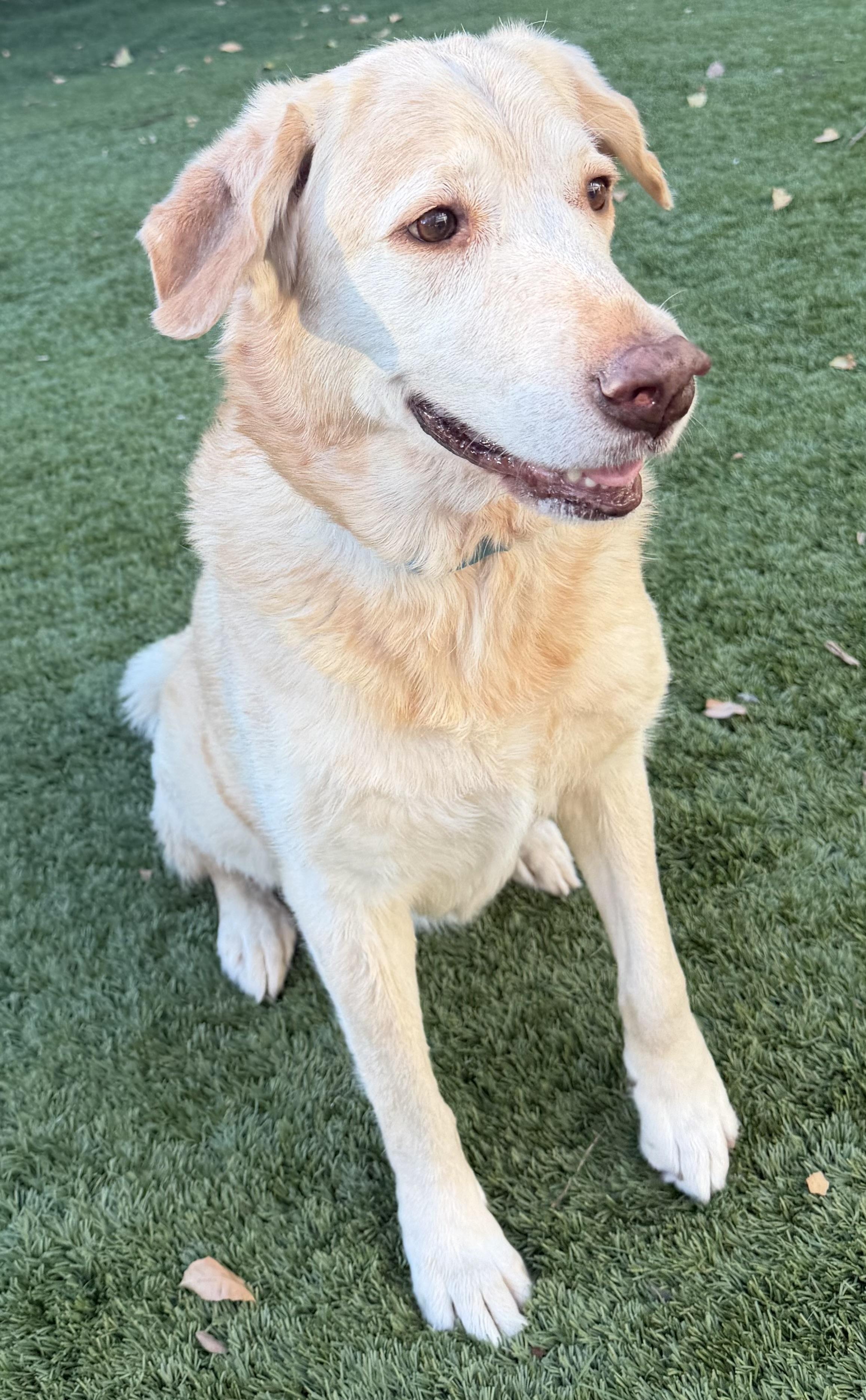 Enlarge Charlotte, an adopted mixed breed in Escondido , CA image 6/6