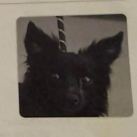 Jonny Appleseed*coming 7/30_26_3, Adoptable, Adult Female Pomeranian & Papillon.