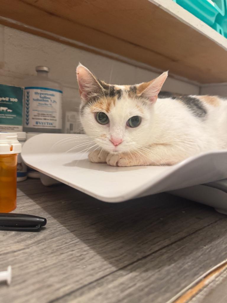 Enlarge Cleo, a Adoptable mixed breed in Johnson City, TN image 2/4