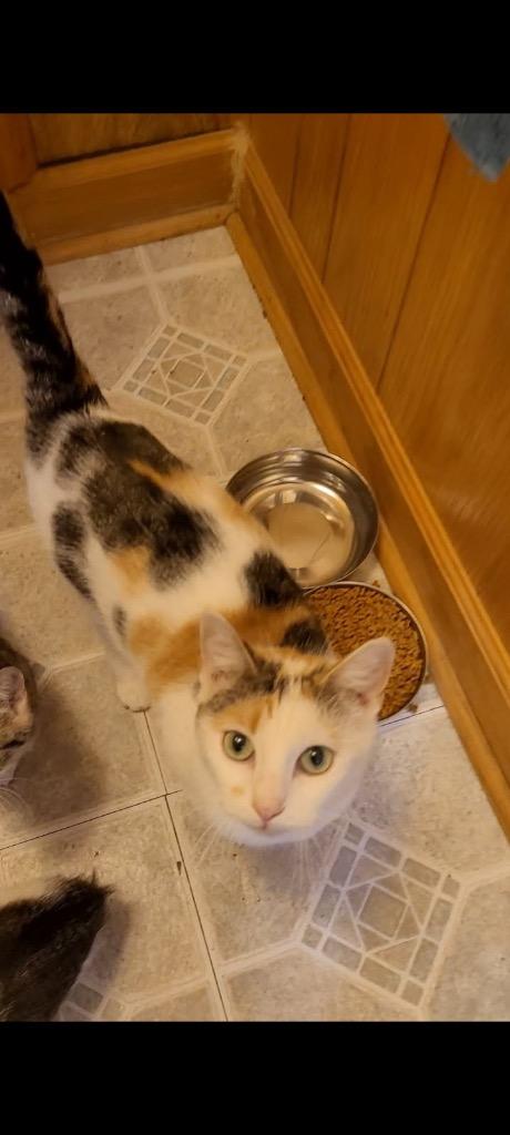 Enlarge Cleo, a Adoptable mixed breed in Johnson City, TN image 4/4