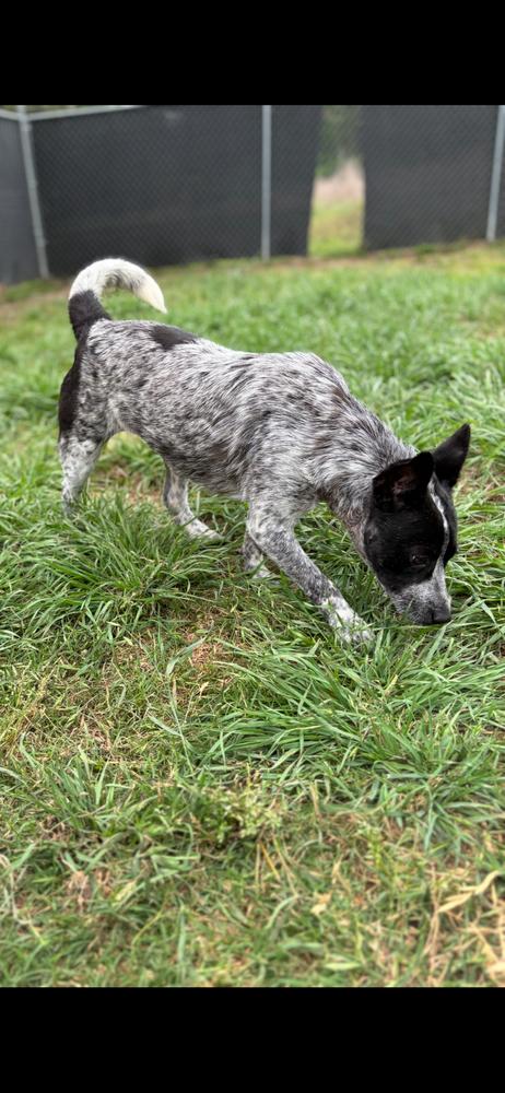 Beloved, Adoptable, Puppy Female Australian Cattle Dog / Blue Heeler.