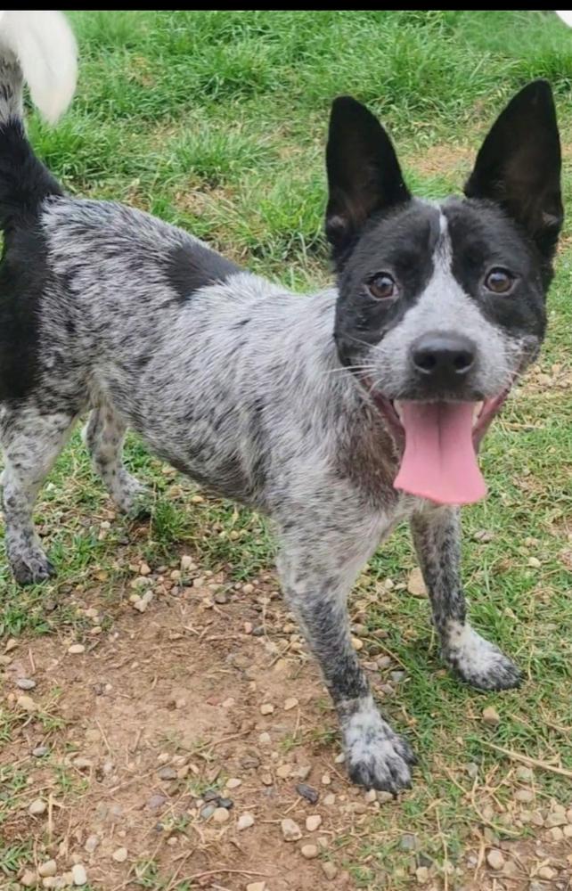 Beloved, a Adoptable Australian Cattle Dog / Blue Heeler in Pasadena, CA image 2/5