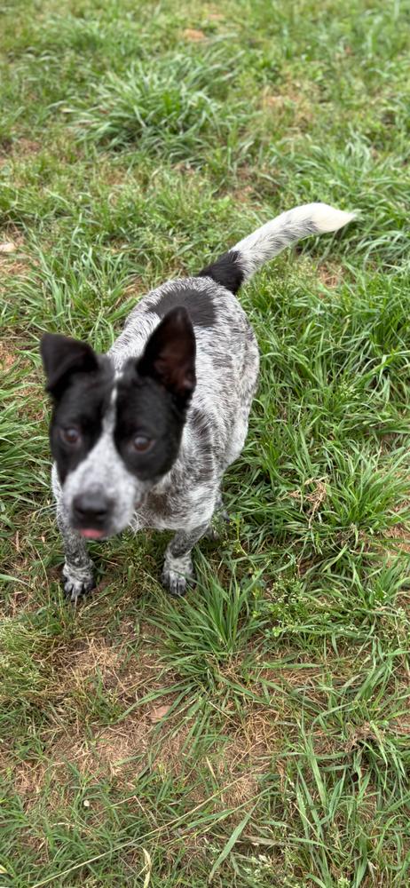 Beloved, a Adoptable Australian Cattle Dog / Blue Heeler in Pasadena, CA image 3/5