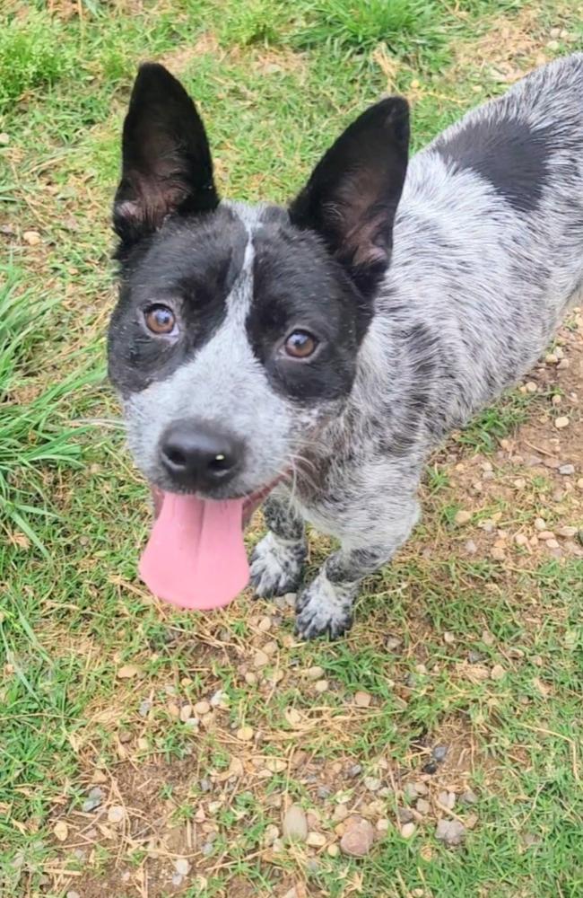 Beloved, a Adoptable Australian Cattle Dog / Blue Heeler in Pasadena, CA image 4/5