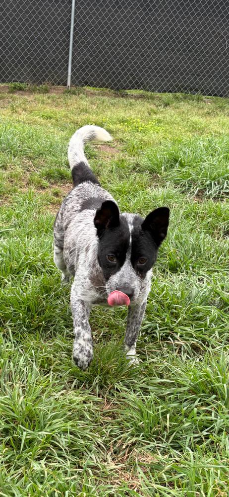 Beloved, a Adoptable Australian Cattle Dog / Blue Heeler in Pasadena, CA image 5/5