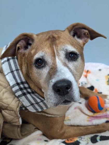 Rhea 1510-24, a Adoptable mixed breed in Cumming, GA image 1/3