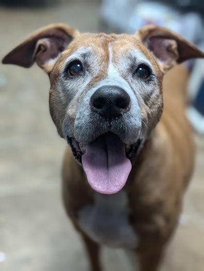 Rhea 1510-24, a Adoptable mixed breed in Cumming, GA image 2/3