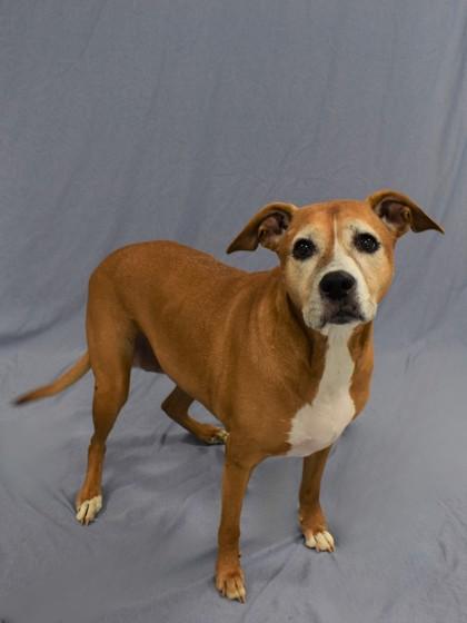 Rhea 1510-24, a Adoptable mixed breed in Cumming, GA image 1/3
