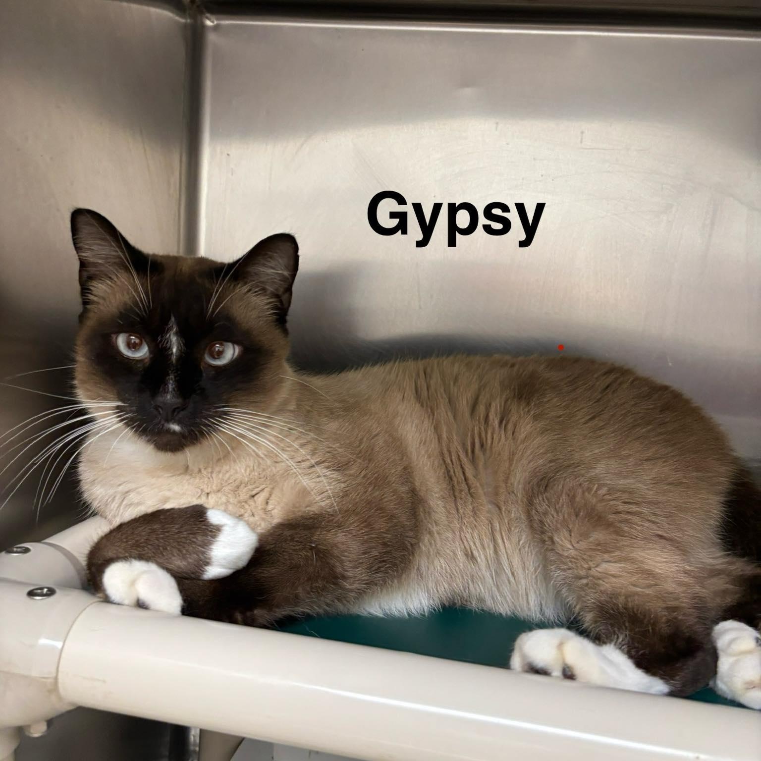 Gypsy