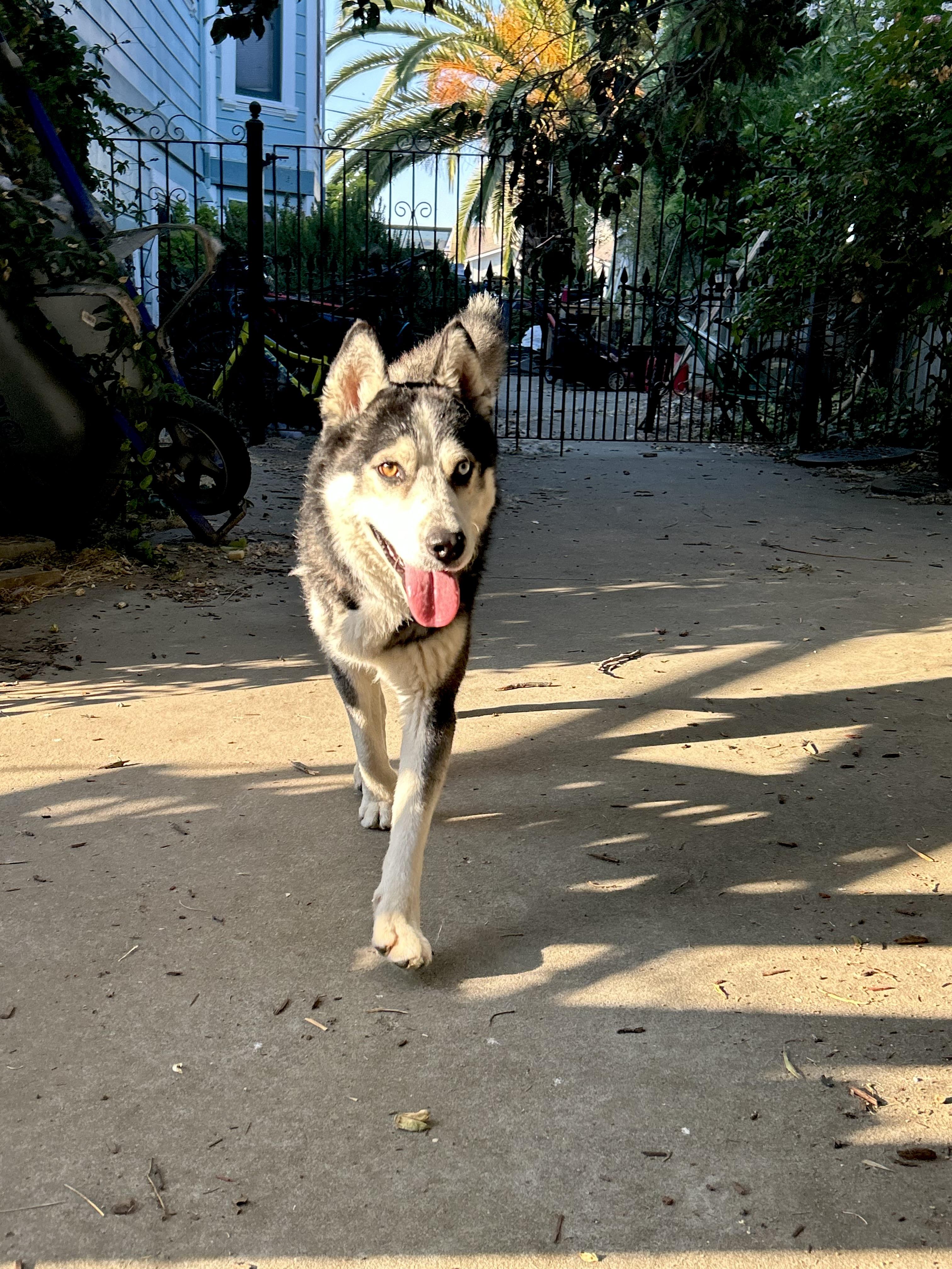 Darwin, Adopted, Adult Male Siberian Husky.