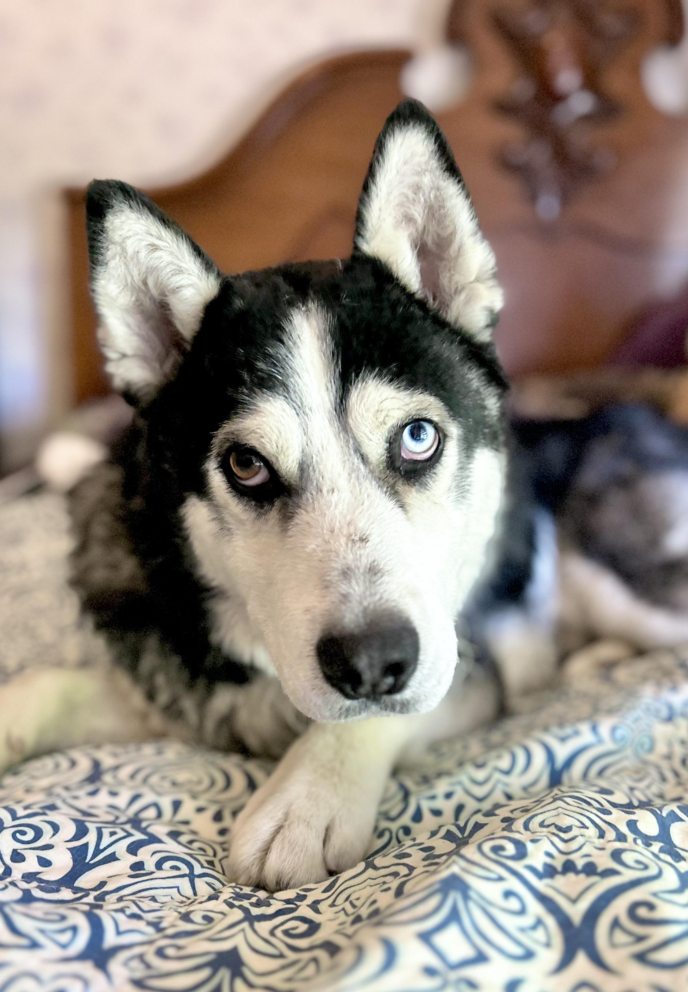 Darwin, Adult Male Siberian Husky